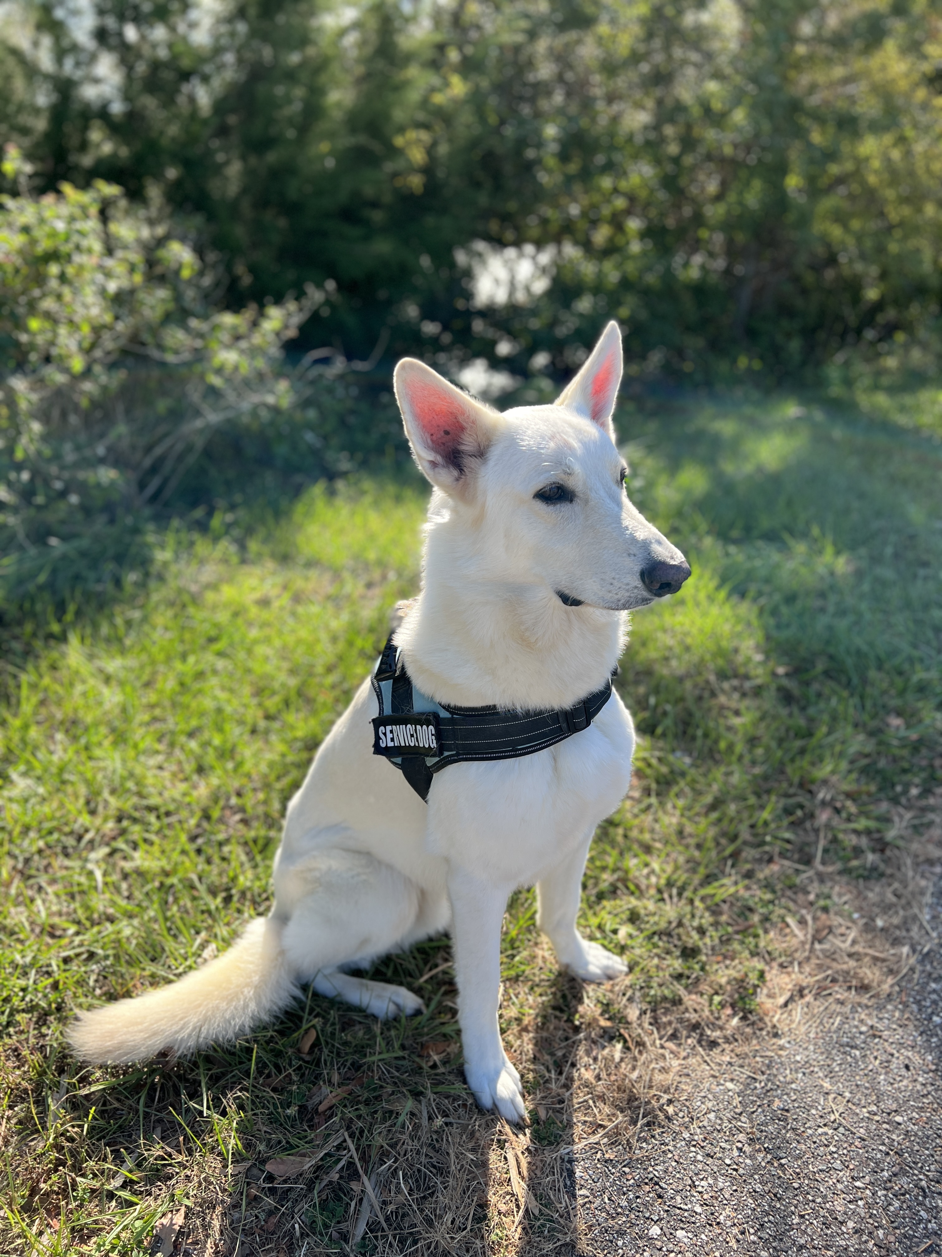 Ghost, Gladiator Fence's service dog, sitting on-site during a job